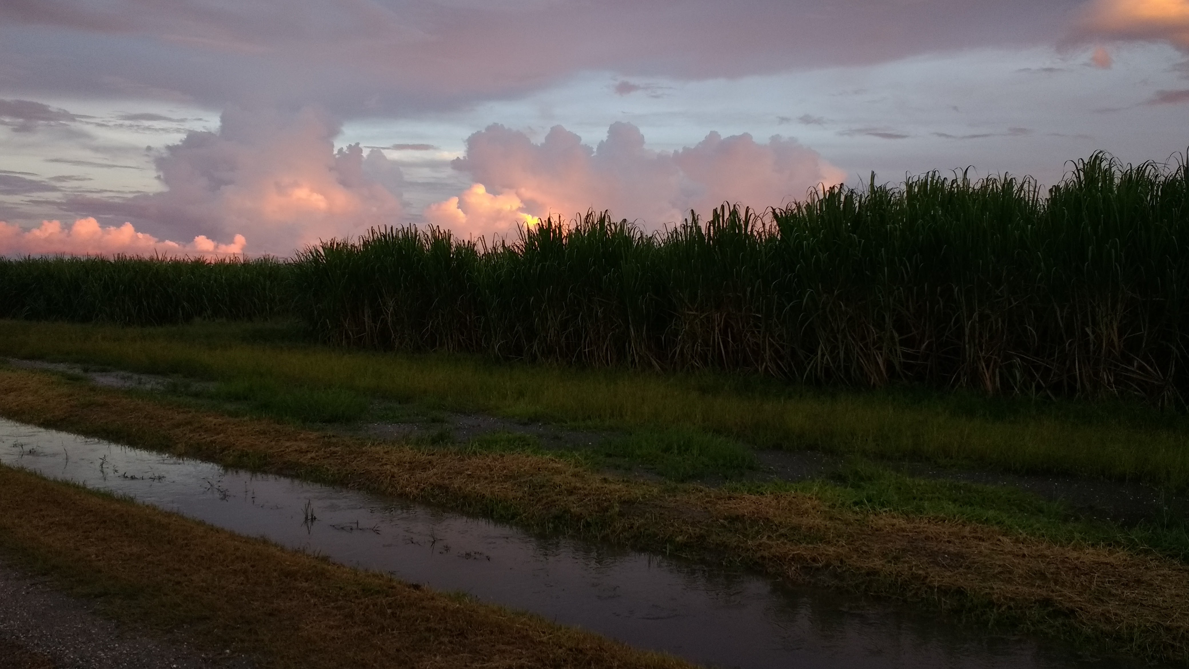 a sunset over a sugarcane field