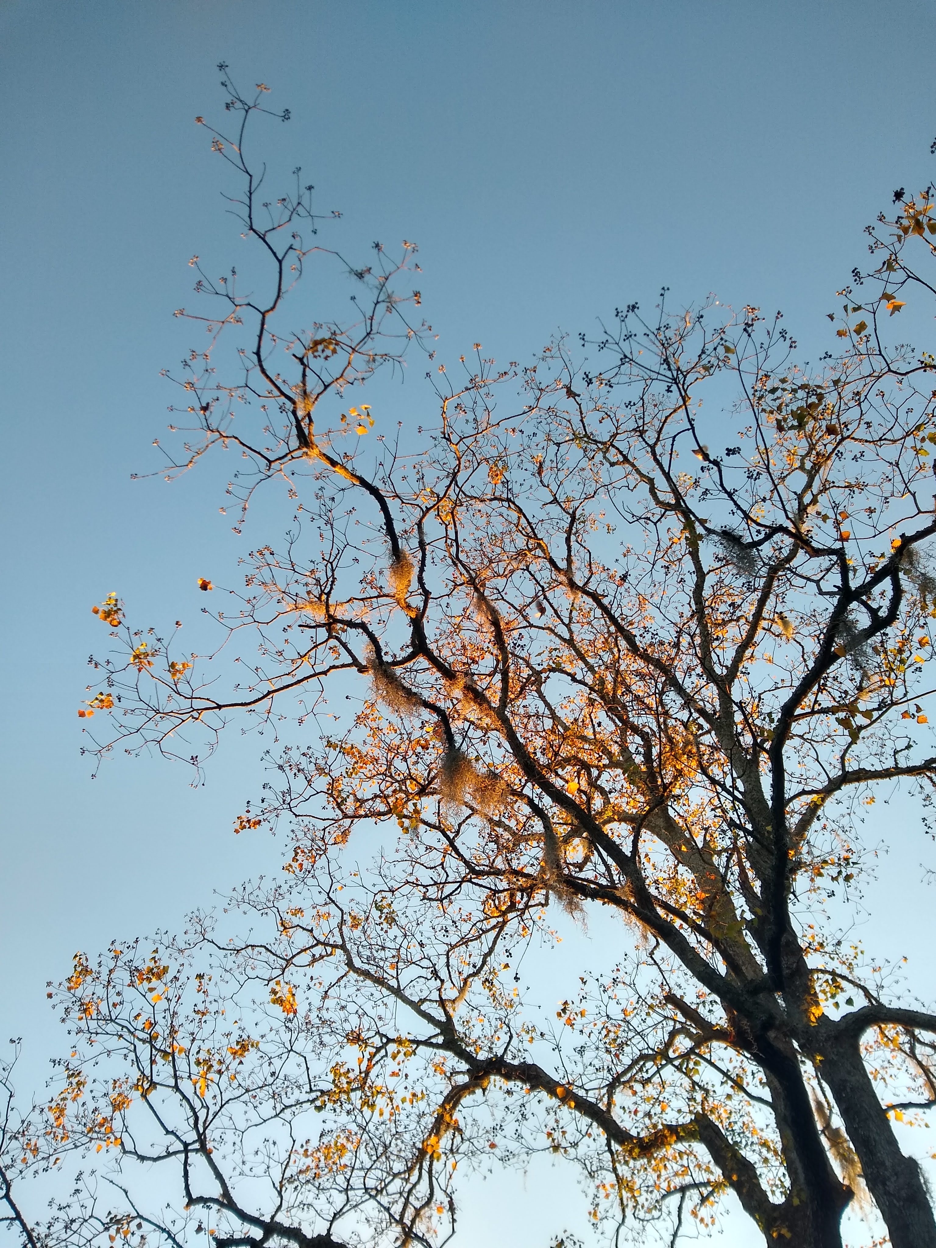 sunlit tree in fall